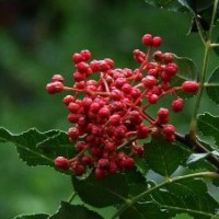 優(yōu)質(zhì)花椒苗