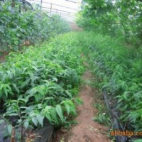 優(yōu)質(zhì)桃苗就選泰安榮譽(yù)園藝場(chǎng)