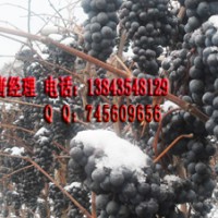 北冰紅葡萄苗 北冰紅葡萄