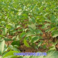 核桃苗價格山西核桃苗基地優(yōu)質(zhì)核桃苗品種