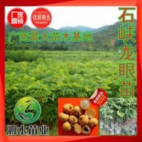 廣西靈山海南 石峽龍眼儲(chǔ)良桂圓嫁接苗 占地綠化果樹(shù)苗木批發(fā)
