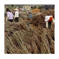 核桃苗接穗，核桃苗枝條