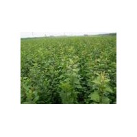 山杏苗大量供應(yīng)