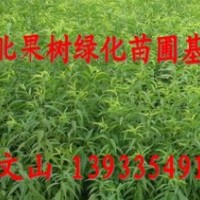 供應(yīng)桃樹苗-春雪桃樹苗-毛桃苗-河北果樹綠化苗圃基地提供