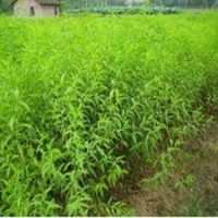 專供優(yōu)質(zhì)山桃苗 山桃苗基地 價(jià)格實(shí)惠