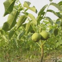 核桃實(shí)生苗核桃嫁接苗