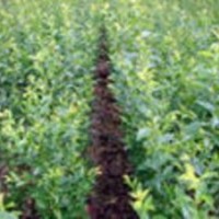 杜梨苗特供-精品杜梨苗-山西杜梨苗-山西金源杜梨苗種植基地