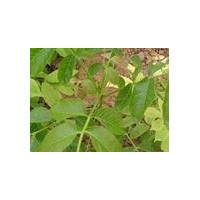 核桃苗、麻核桃苗（實生核桃苗-嫁接核桃苗-品種核桃苗）