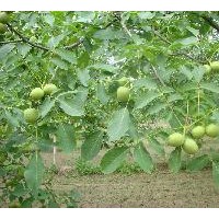 大量供應(yīng)核桃苗