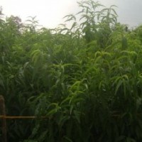 低價(jià)供應(yīng)核桃苗，山桃苗，毛桃苗，山楂苗，梨樹苗