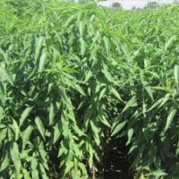 桃樹(shù)苗 杏樹(shù)苗