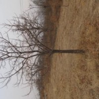 供應(yīng)占地柿子樹5-6-7-8-9-10公分柿子樹