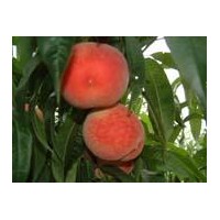 供應(yīng)2-3公分桃樹