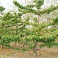 秦皇島2-4公分大櫻桃樹