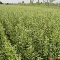 蘋果苗 蘋果苗批發(fā)