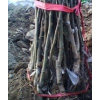 山西核桃苗訂購，多年經(jīng)營，貨源穩(wěn)定