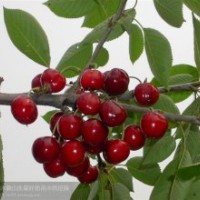 櫻桃苗：紅燈、早大果、意大利早紅、那翁等