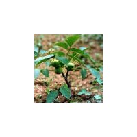 優(yōu)質(zhì)核桃苗