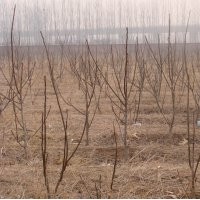 低價(jià)出售三年生核桃苗