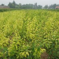 供應(yīng)杏樹(shù)苗 供應(yīng)杏樹(shù)苗