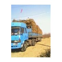 優(yōu)質(zhì)棗樹 山杏樹 刺槐 柳樹 梨樹 山楂樹