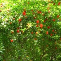 山東棗莊軟籽石榴