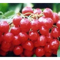 山西優(yōu)質(zhì)的大粒櫻桃