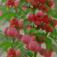 供應(yīng)海棠樹 八棱海棠