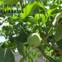 薄皮核桃苗，當年結(jié)果薄皮核桃苗