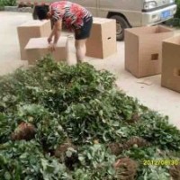 甜查理草莓苗 法蘭地草莓苗 江蘇草莓苗