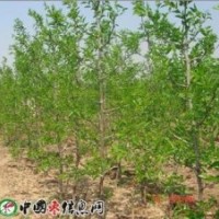 供應(yīng)柿子苗 核桃苗 蘋果苗 棗樹苗 李子苗