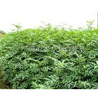 供蘋果苗 梨樹苗 毛桃苗 山桃苗 花椒苗