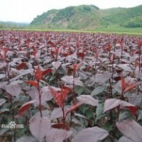 紅葉海棠樹(shù)苗