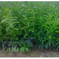 沙糖桔果苗/砂糖桔果苗/砂糖桔果苗價格/沙糖桔果苗價格/廣西沙糖