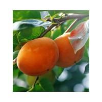 供應(yīng)柿樹(shù)苗