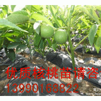 供應(yīng)自貢優(yōu)質(zhì)良種嫁接核桃苗