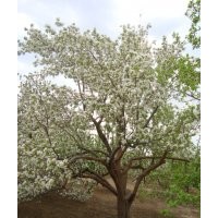 供應(yīng)綠化海棠樹【八棱海棠樹】
