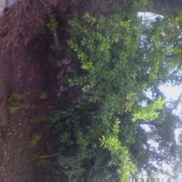 供應(yīng)石榴樹，棗莊石榴樹，石榴樹苗，石榴樹價格