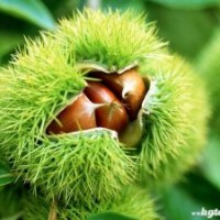 供應(yīng)大紅袍板栗苗寶元板栗苗板栗實(shí)生苗華豐板栗苗板栗種子