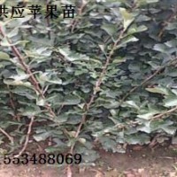 【山西民生苗圃】核桃苗蘋果苗柿子苗葡萄苗