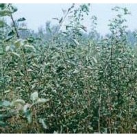 供應(yīng)山楂苗 2014年山楂苗價格