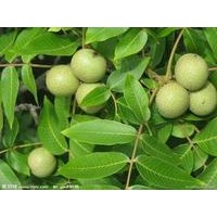 出售1米以上核桃苗、急售