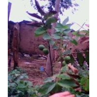 供應核桃苗嫁接核桃苗薄皮核桃苗