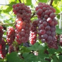 著色香、玫瑰露、夏黑、茉莉香金紅娃葡萄苗