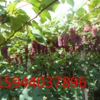 葡萄苗、東北新品種金紅娃葡萄苗、吉林蜜汁葡萄苗、黑龍江夏黑葡