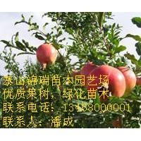 石榴苗價(jià)格|花石榴價(jià)格|紅石榴價(jià)格|石榴苗價(jià)格|石榴苗種植基地