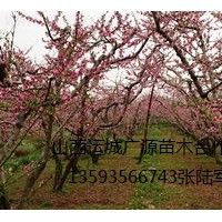 桃樹出售2-8公分桃樹低價供應(yīng)