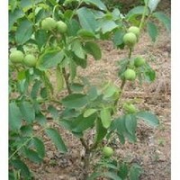 山西核桃苗出售、大量核桃苗低價供應(yīng)