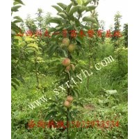 山西潤太一號(hào)、柱狀蘋果苗、專業(yè)育苗基地