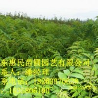 供應(yīng)山東泰安香椿樹苗 當(dāng)年香椿苗 0.6-3公分香椿樹苗